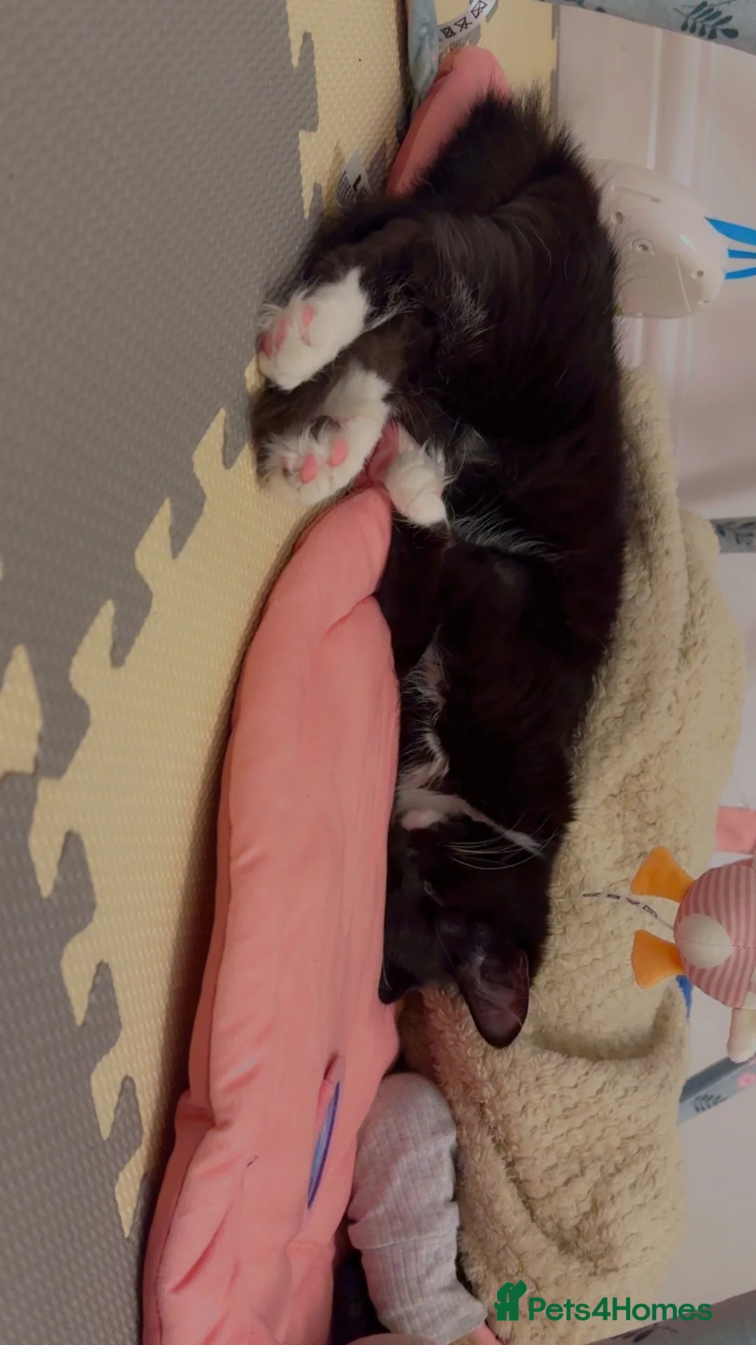 British Longhair cats for sale: Pair of 11 months old Tabby and tuxedo in Birmingham - Advert 2