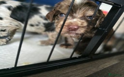 Cocker Spaniel dogs for sale: Cocker spaniels for sale  - Image 10