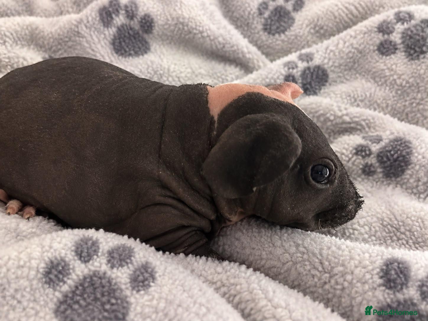 Guinea Pig rodents for sale: Gorgeous Skinny pigs for sale! - Advert 6