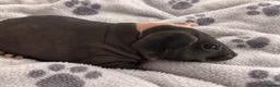 Guinea Pig rodents for sale: Gorgeous Skinny pigs for sale! - Advert 1