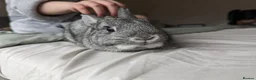 Mixed Breed rabbits for sale: 1 male mixed and 1 female dwarf, indoor rabbits - Advert 5