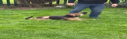 German Shepherd dogs for sale: 5 month old German Shepherd  - Advert 9