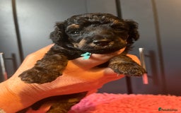 Poodle dogs for sale: Phantom Poodle puppies  - Image 3