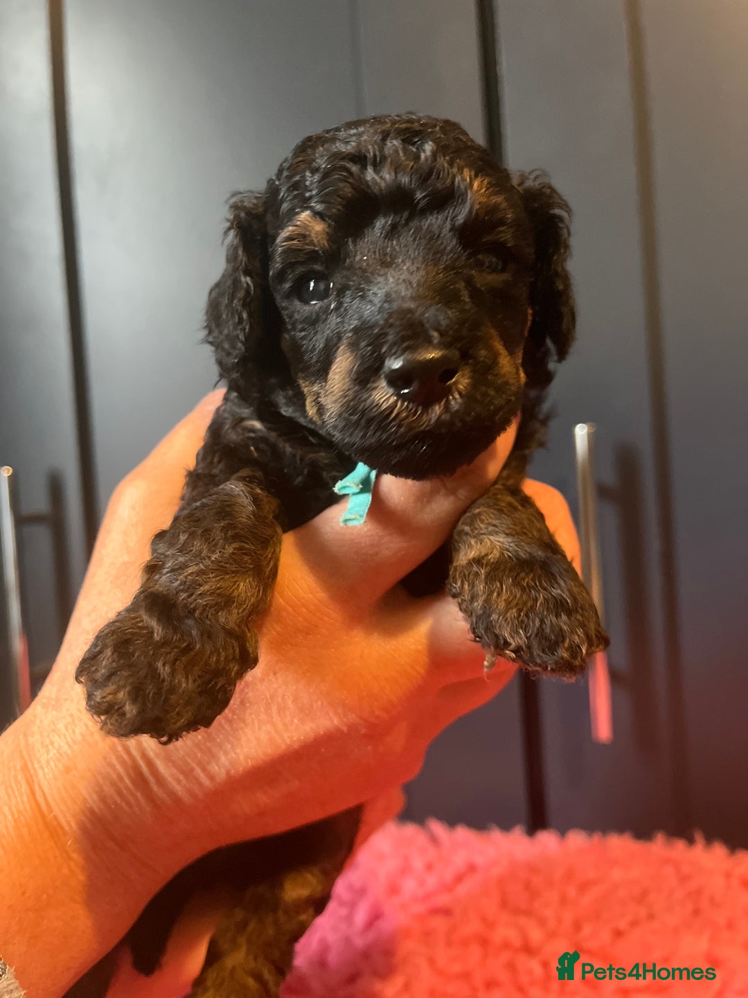 Poodle dogs for sale: Phantom Poodle puppies  - Image 3