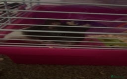 Hamster rodents for sale: Black & white hamster - Image 3