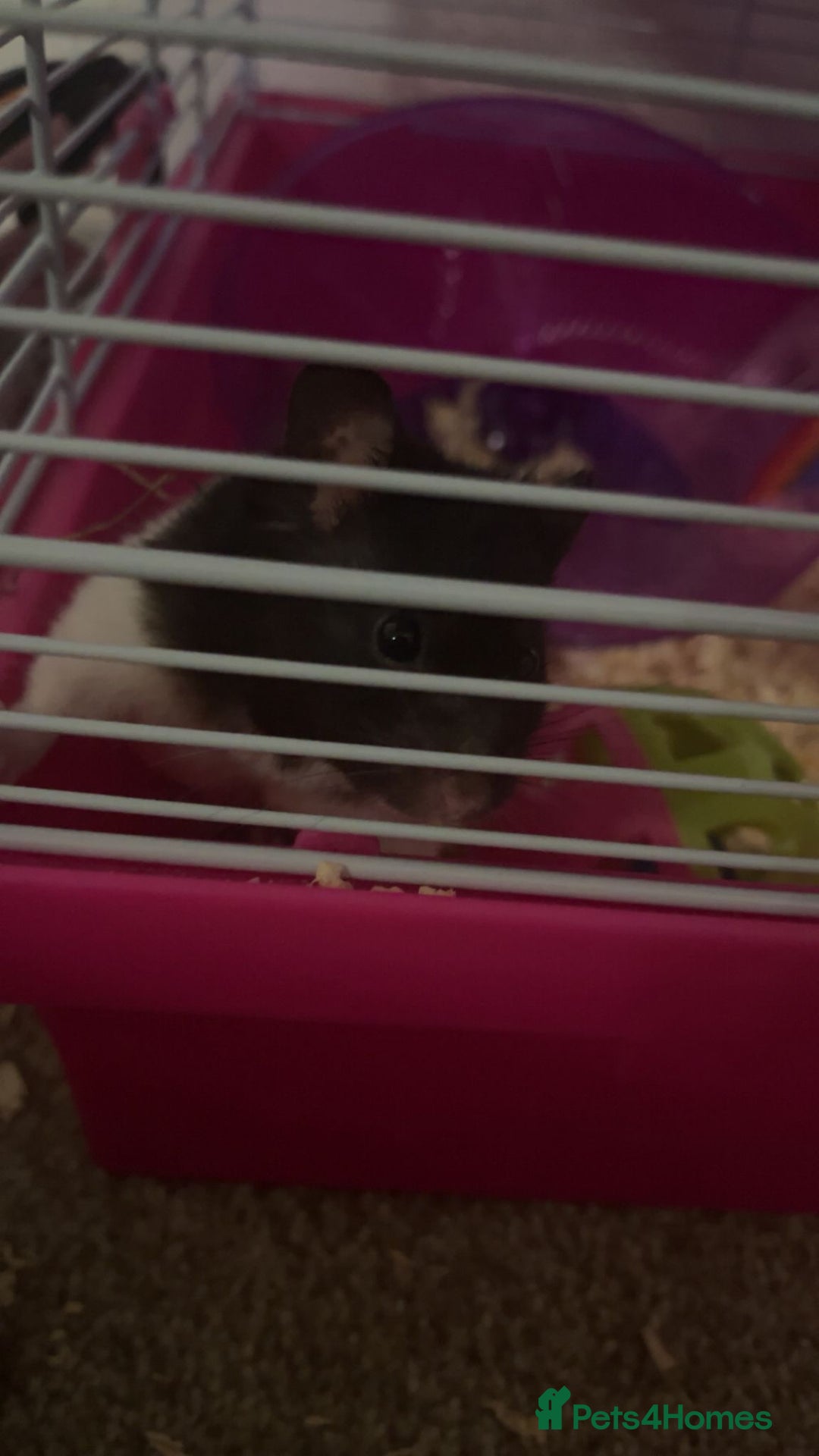 Hamster rodents for sale: Black & white hamster - Image 3