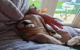 Sphynx cats for sale: Sphynx Cat - Image 1