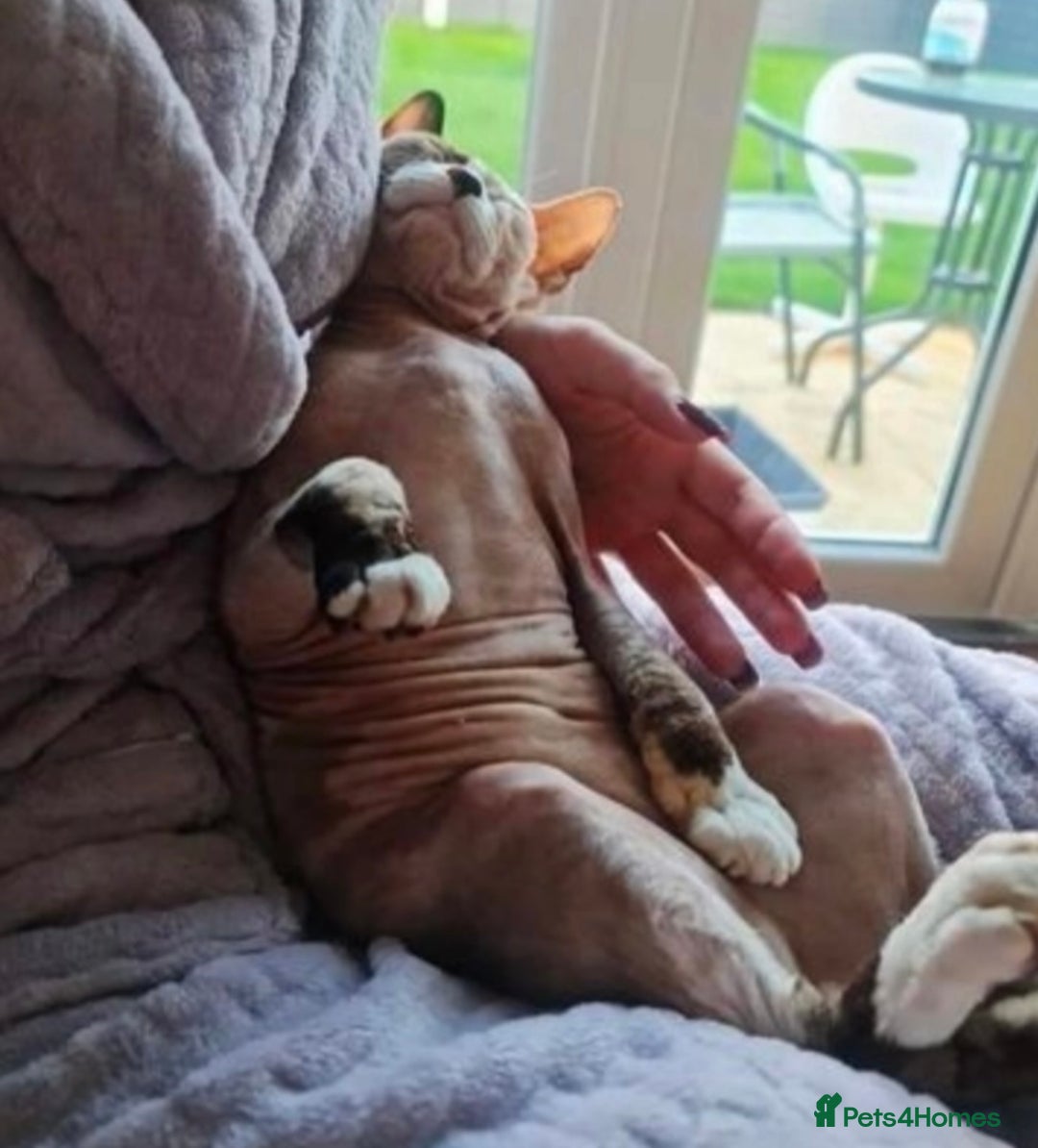 Sphynx cats for sale: Sphynx Cat - Image 1