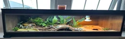 Leopard Gecko reptiles for sale: 🦎 Leopard Gecko & Full Bioactive Vivarium Setup   in Tain - Advert 4