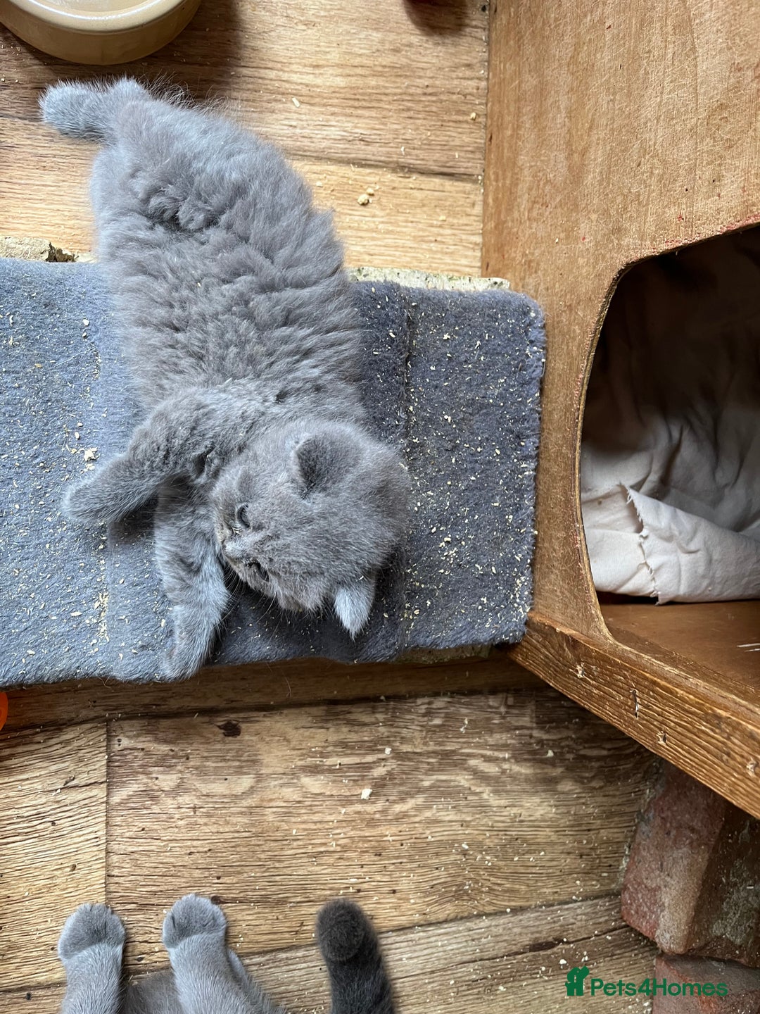 British Shorthair cats for sale: British shorthair  - Image 7