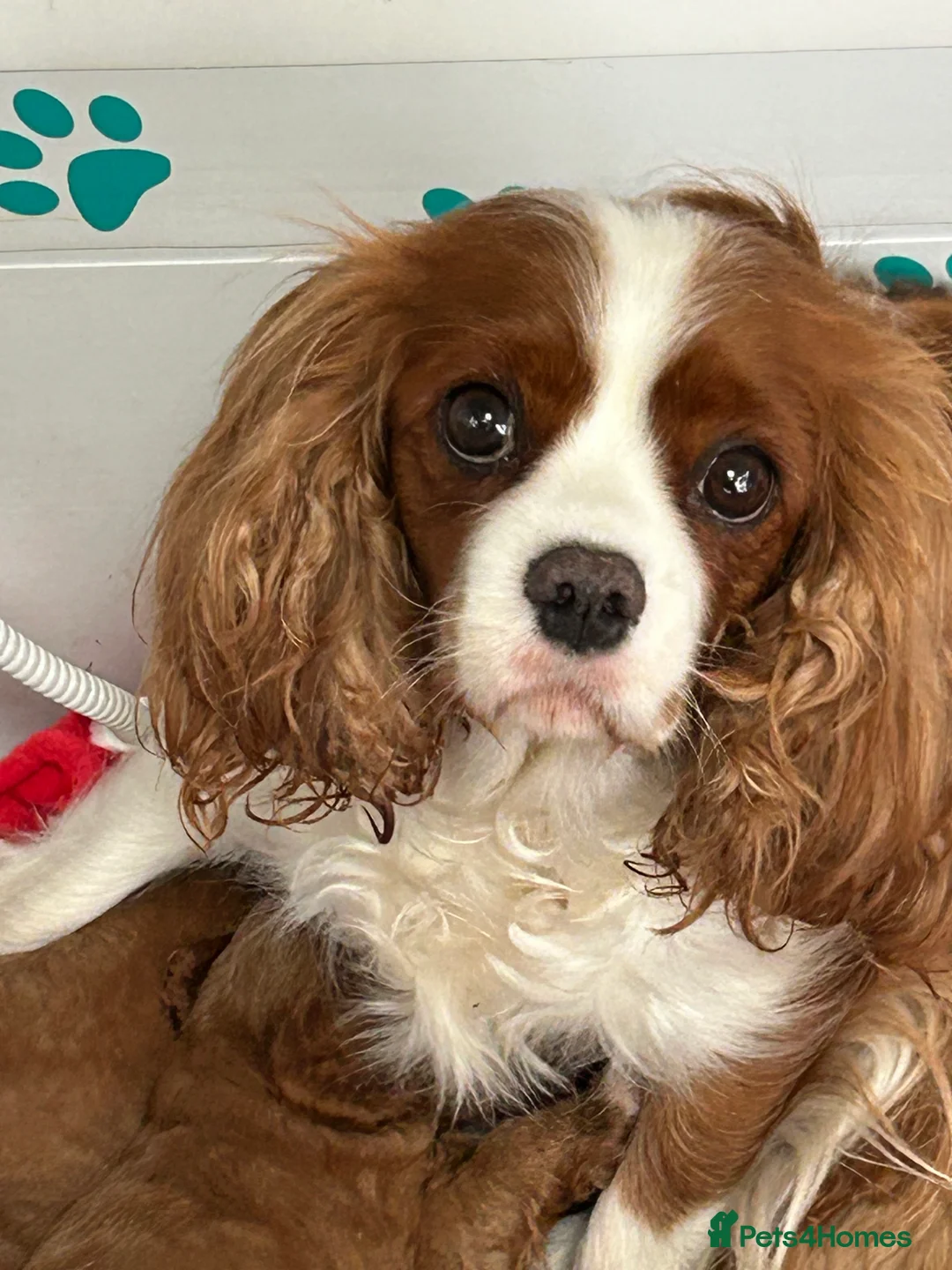 Cavapoo dogs for sale: Red health tested cavapoo girls  - Advert 1