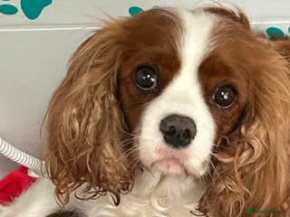 Cavapoo dogs Red health tested cavapoo girls - Advert 17