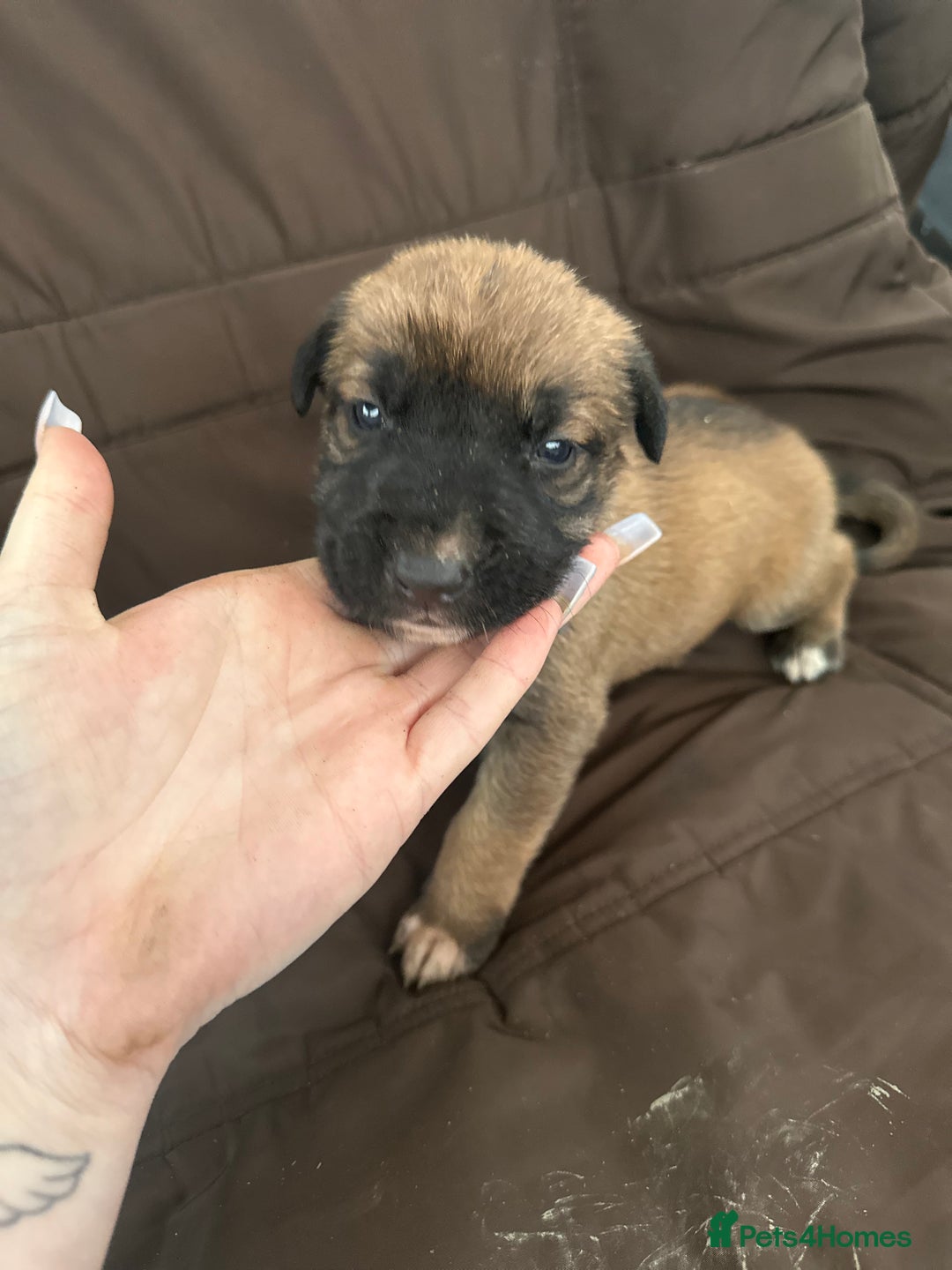 Mixed Breed dogs for sale: Dutch Herder Puppies  - Advert 28