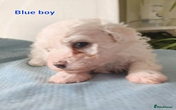 Bichon Frise dogs for sale: GORGEOUS BICHON FRISE❤️ 2 girls 3 boys - Image 7