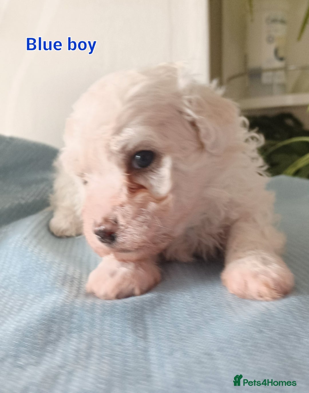 Bichon Frise dogs for sale: GORGEOUS BICHON FRISE❤️ 2 girls 3 boys - Image 7