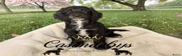 Cockapoo dogs for sale: READY NOW- DNA CLEAR F1 miniature cockapoos - Advert 1