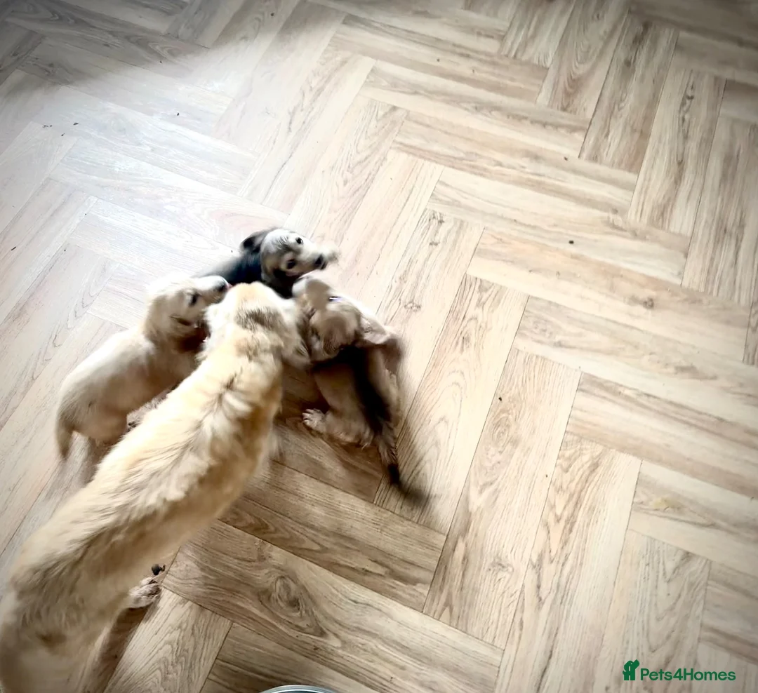 Miniature Dachshund dogs for sale: Kc reg cream miniature dachshund  - Advert 14