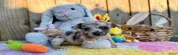 Jack Russell dogs for sale: Merle, blue and lilac Jack Russell pups  in Brecon - Advert 16