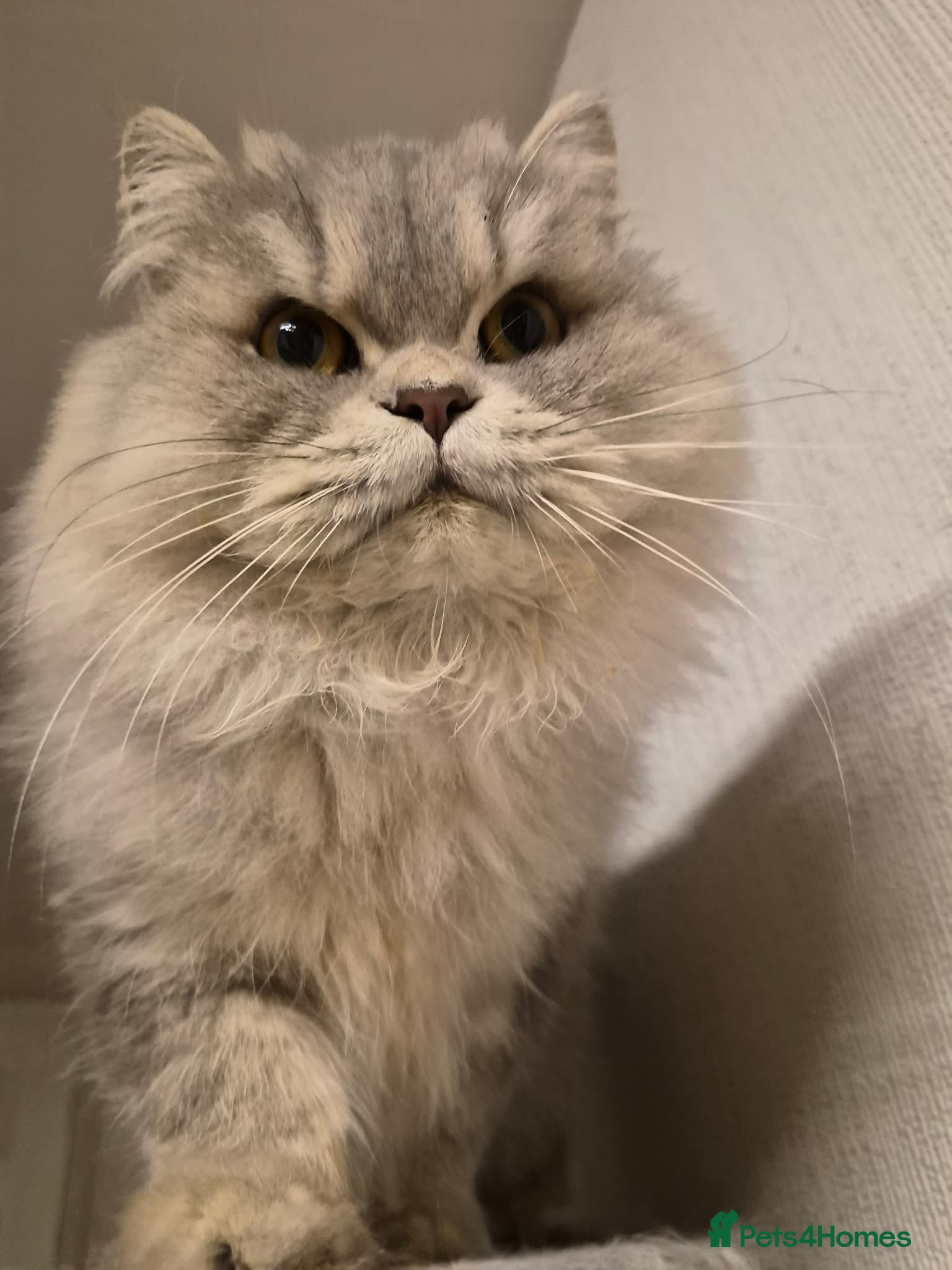 Persian cats Persian kitten looking for new home x - Advert 4