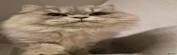 Persian cats for sale: Beautiful registered Persian   - Advert 2