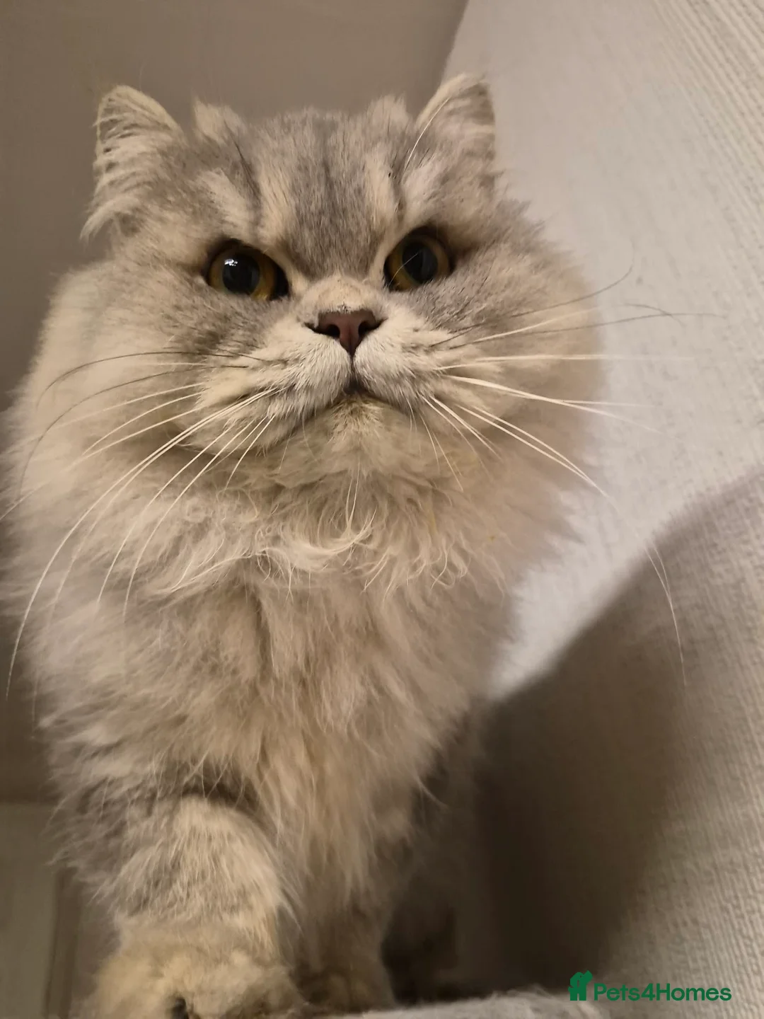 Persian cats for sale: Beautiful registered Persian   - Advert 2