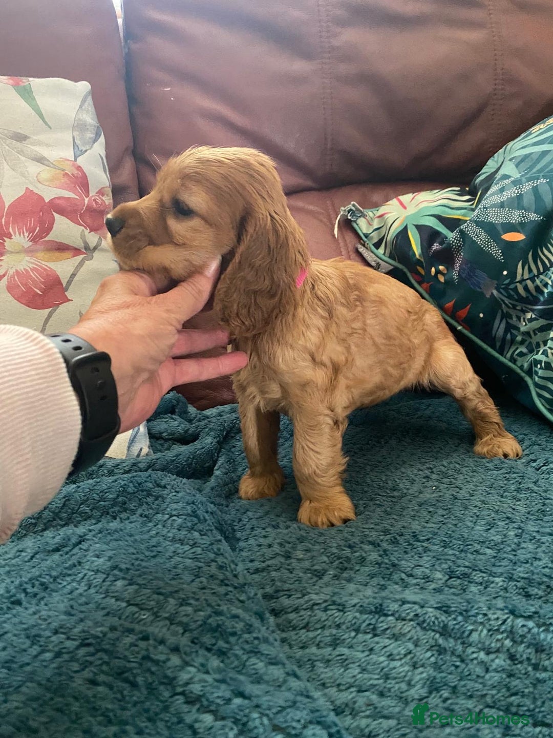 Cocker Spaniel dogs for sale: Pedigree show cockers, sable & golden - Image 1