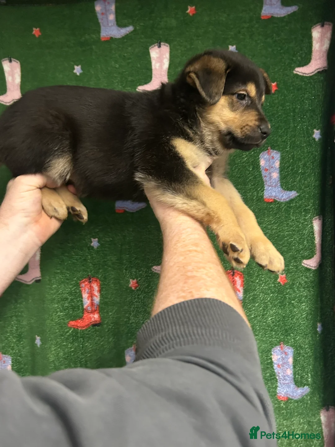 Mixed Breed dogs for sale: Swiss Shepherd Rottweiler mix - Advert 3