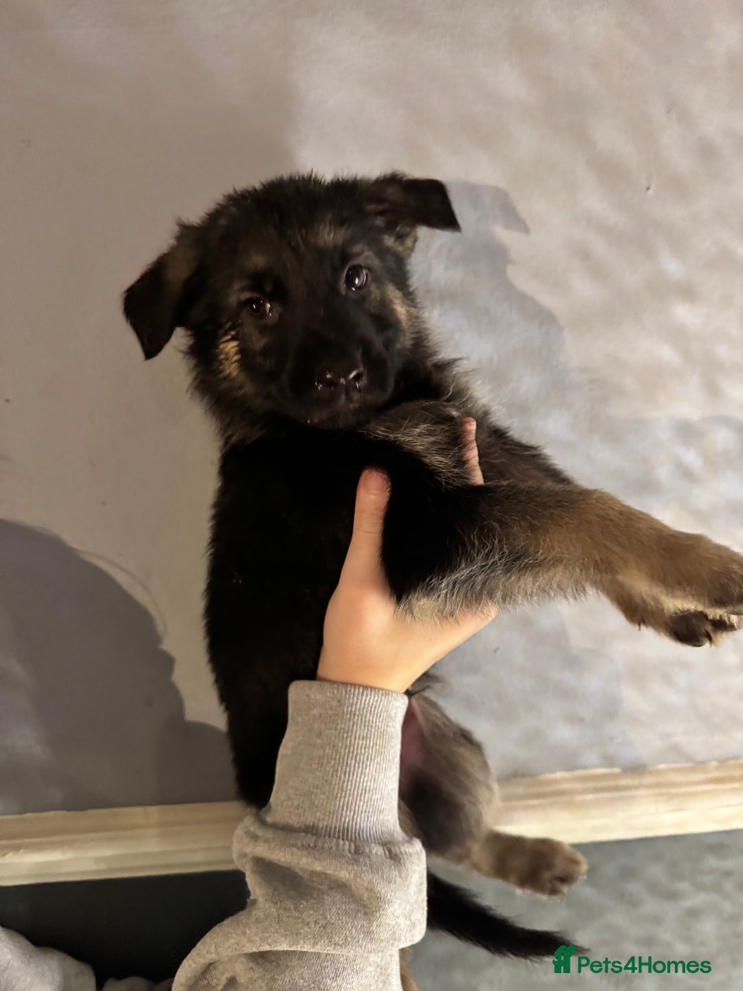 German Shepherd dogs for sale: Ready to meet your new best friend  - Advert 12