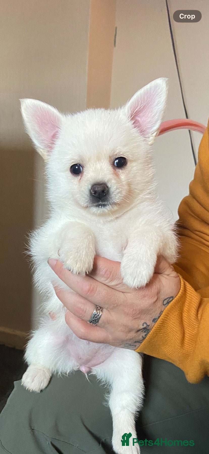 Mixed Breed dogs Jack-a-poms  - Advert 15