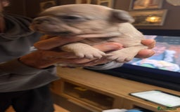 French Bulldog dogs for sale: 7 Stunning Babies ❤️💙 - Image 26