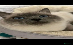 Ragdoll cats for sale: Beautiful female ragdoll  - Image 4