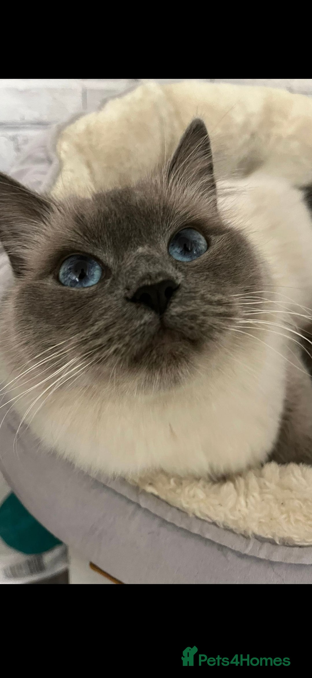 Ragdoll cats for sale: Beautiful female ragdoll  - Image 4