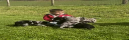 Mixed Breed dogs for sale: Stunning bordernese pups  - Advert 8
