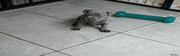 Staffordshire Bull Terrier dogs for sale: KC Registered Blue Staffy Puppies - Advert 3