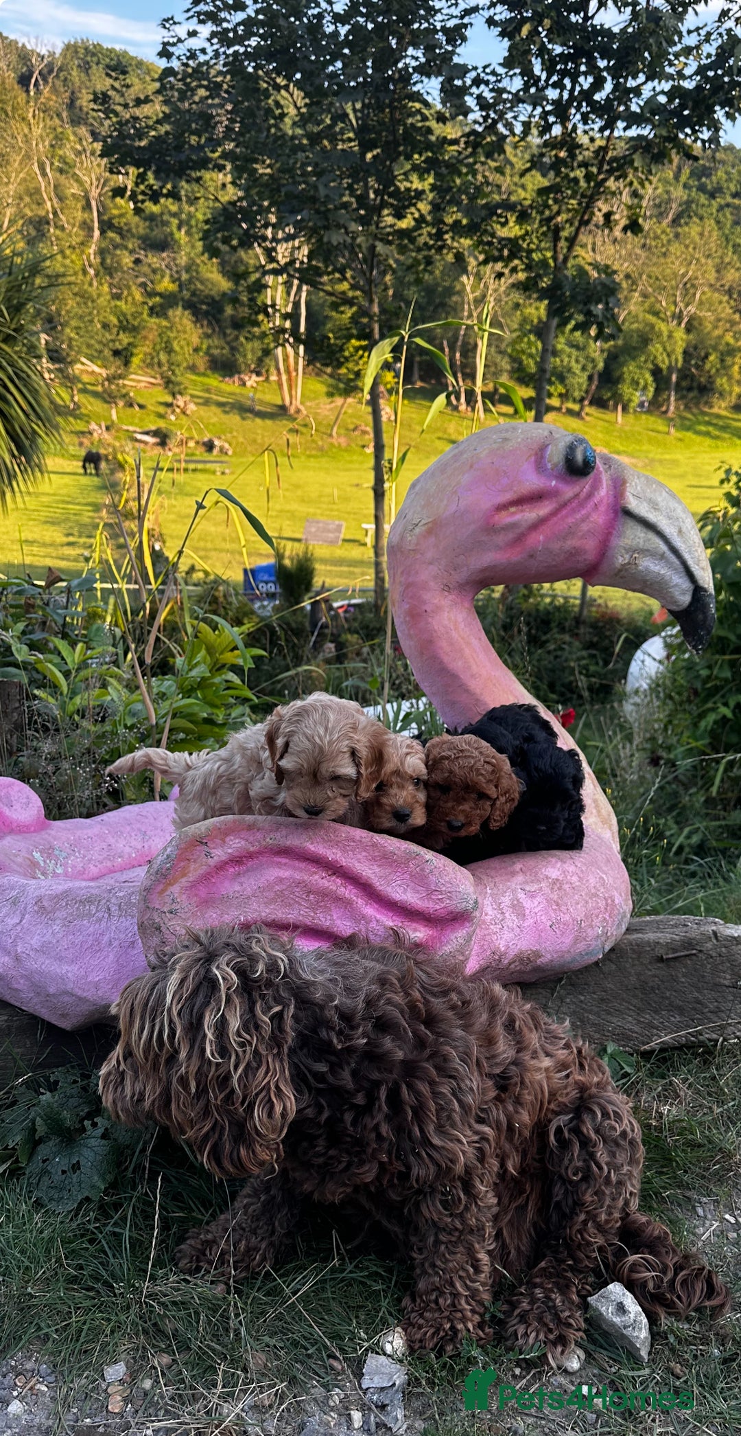 Cockapoo dogs for sale: Lovely litter cockapoo  - Image 3