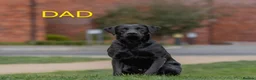Labrador Retriever dogs for sale: Exceptional KC Champion Bloodline Pups - Advert 3