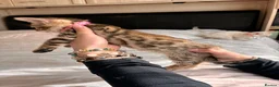 Bengal cats for sale: Stunning Bengal Kittens Ready for Reservation 😍 - Advert 3