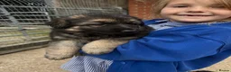 German Shepherd dogs for sale: Gorgeous  Home Bred German Shepherd Girls - Advert 13