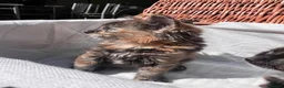 Mixed Breed cats for sale: 4 gorgeous fluffy rag doll mixed kittens - Advert 4