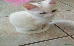 Scottish Fold cats for sale: 1 cutie cream folded girl & 1 straight cream  girl - Image 10