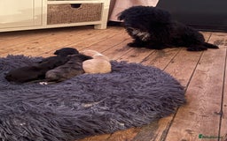 Mixed Breed dogs for sale: Doxiepoos for sale 3 x male 1 x bitch - Image 16