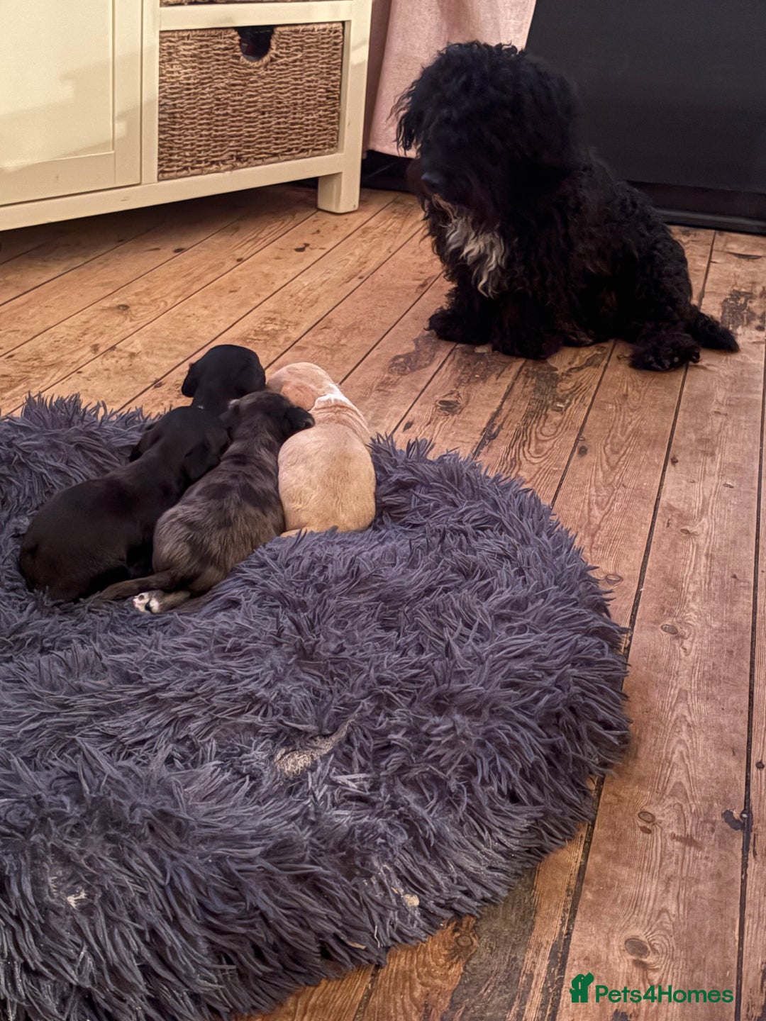 Mixed Breed dogs for sale: Doxiepoos for sale 3 x male 1 x bitch - Image 16