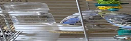 Budgerigars birds for sale: Two budgerigars with cage for sale in Chesterfield - Advert 2