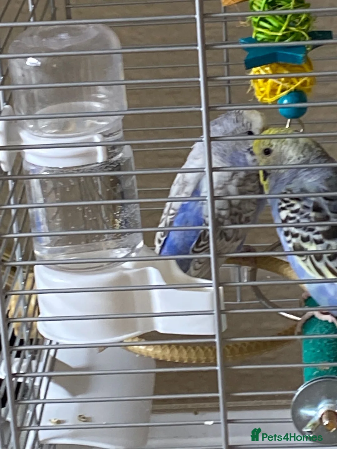 Budgerigars birds for sale: Two budgerigars with cage for sale in Chesterfield - Advert 2