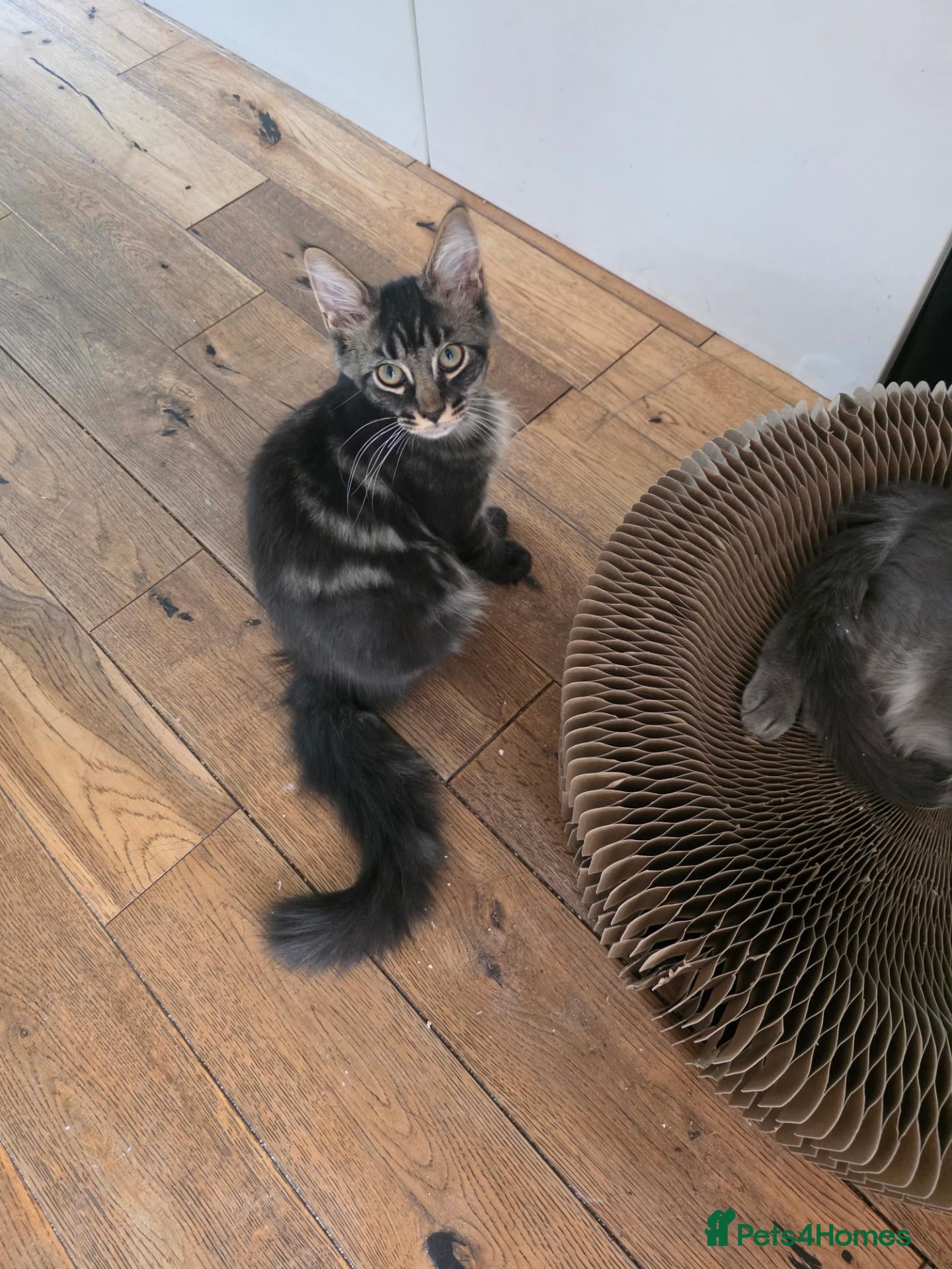 Maine Coon cats Ready now Pure breed Maine coons kittens 1g & 2b - Advert 1