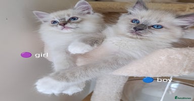 Ragdoll cats - Advert 4