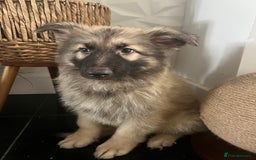 German Shepherd dogs for sale: German shepherd pups silver sable black/tan black  - Image 26