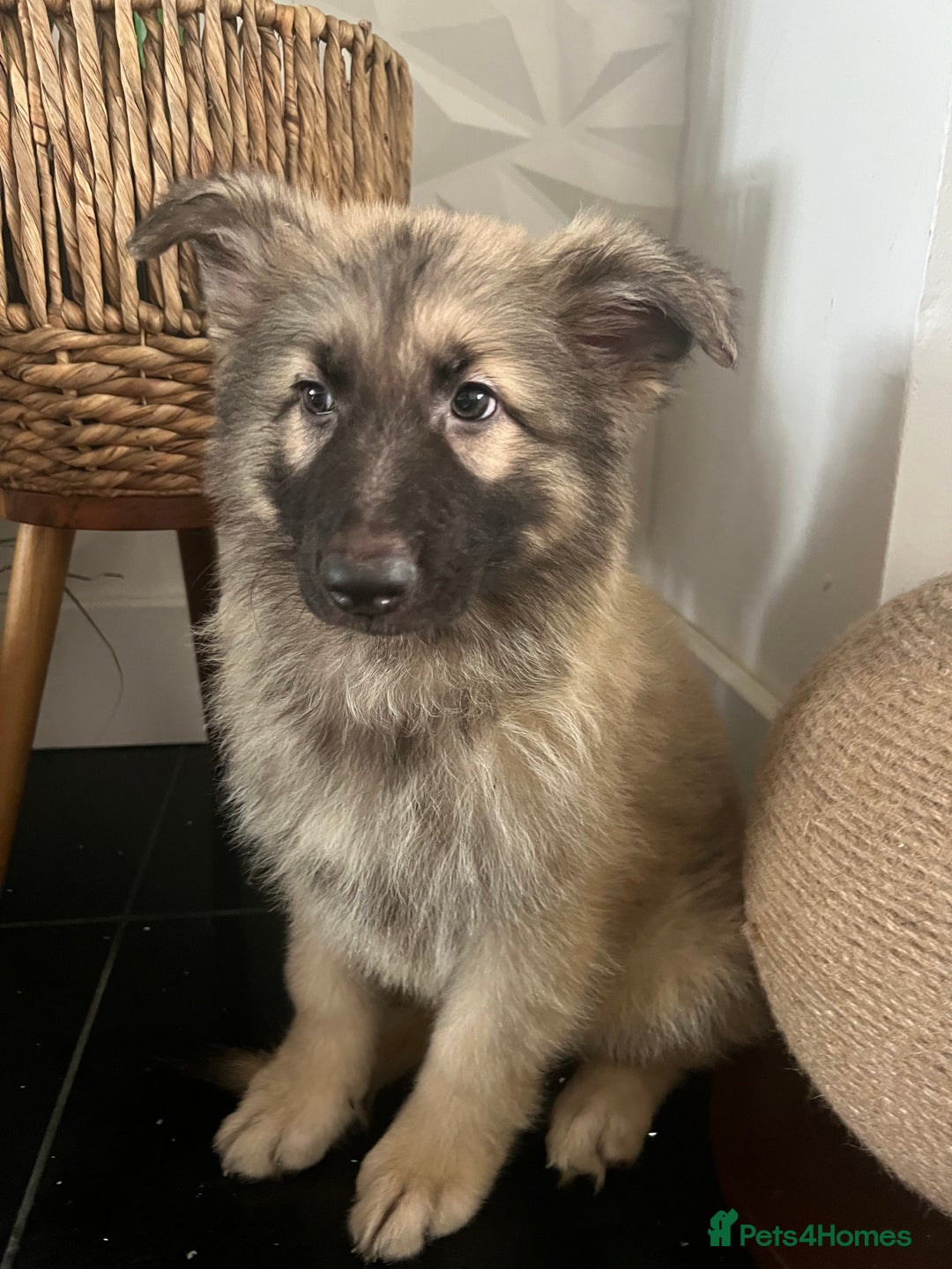 German Shepherd dogs for sale: German shepherd pups silver sable black/tan black  - Image 26