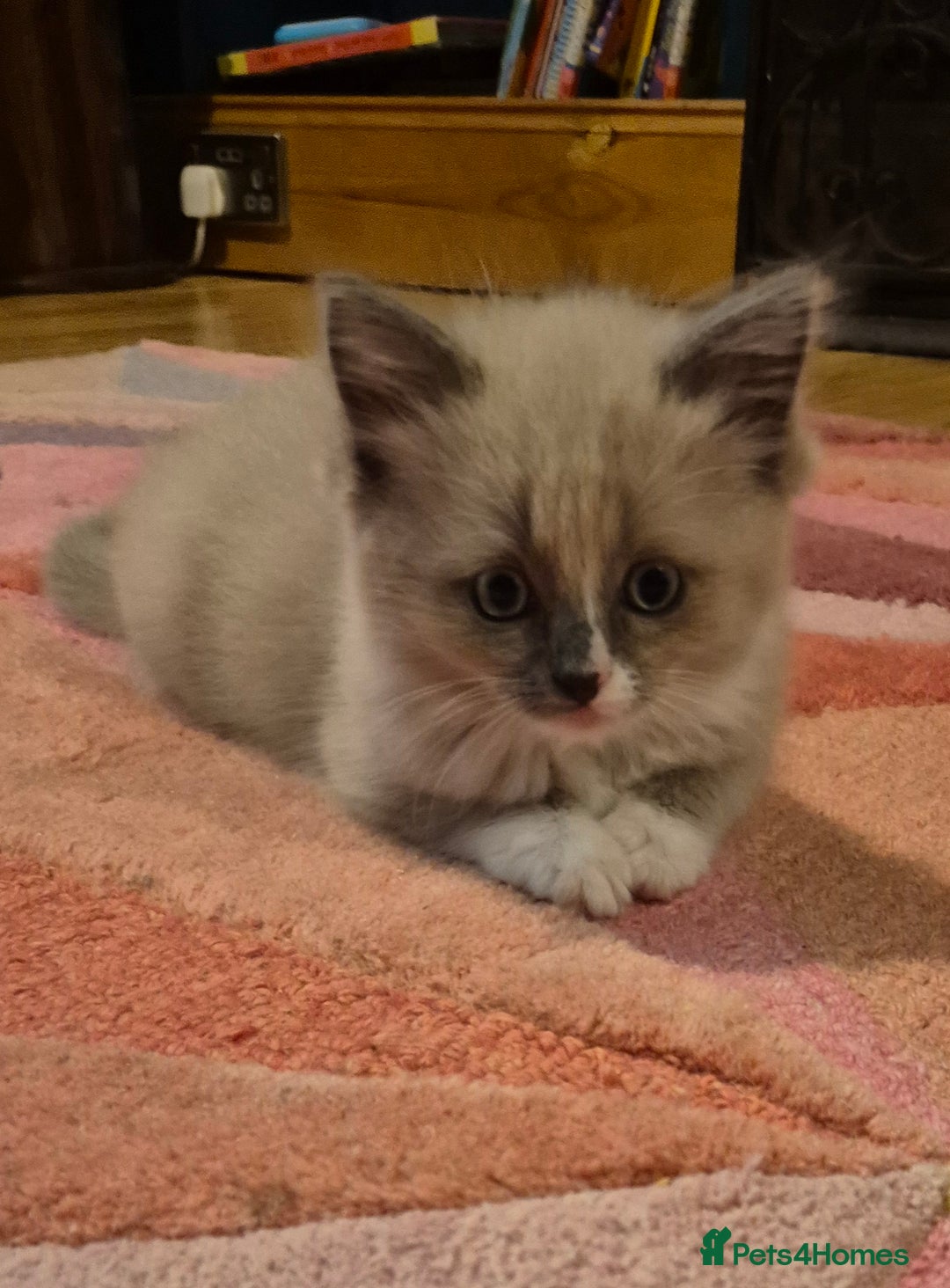 Ragdoll cats for sale: Beautiful Ragdoll Kittens - Image 5
