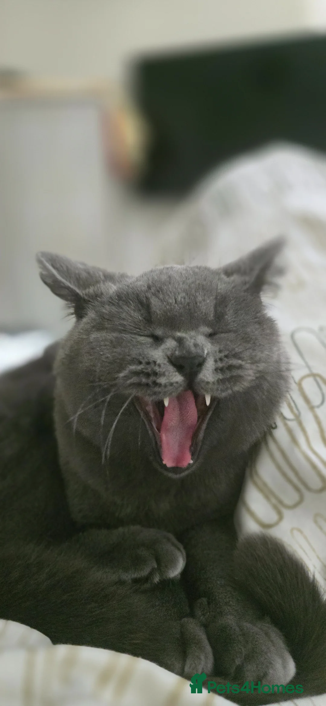 British Shorthair cats for sale: Blue British Shorthair girl - Advert 2